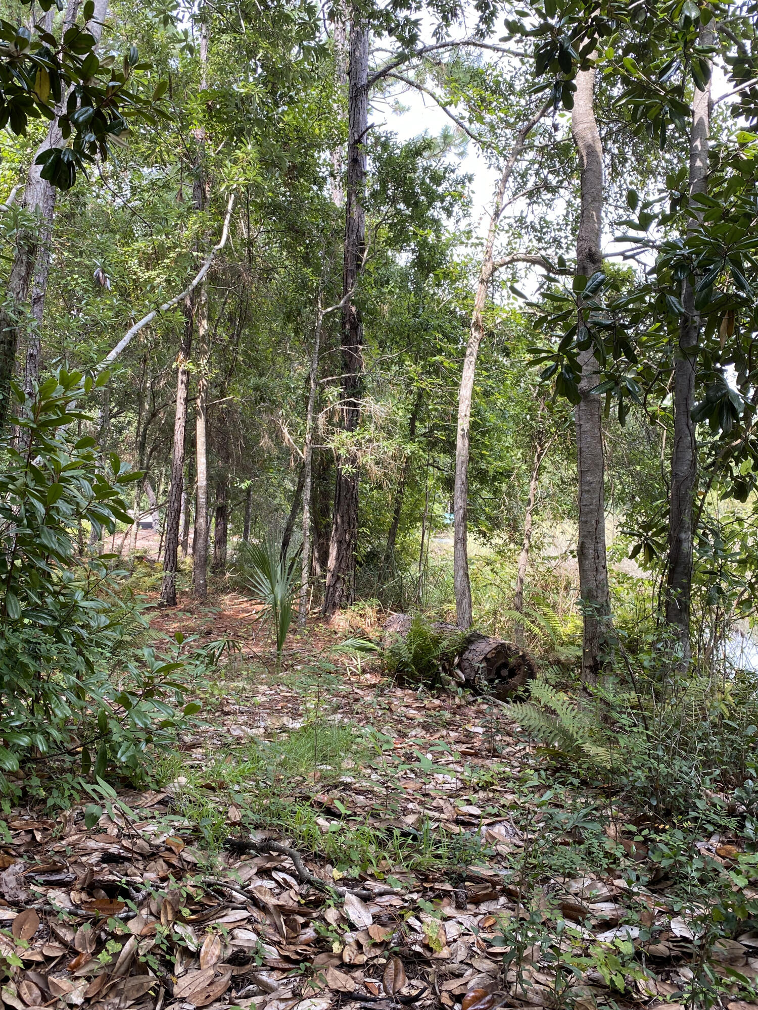 Lot 6 Grayton Trails Road Santa Rosa Beach, FL 32459 - Photo 8 of 16 a backyard of a house with lots of green space