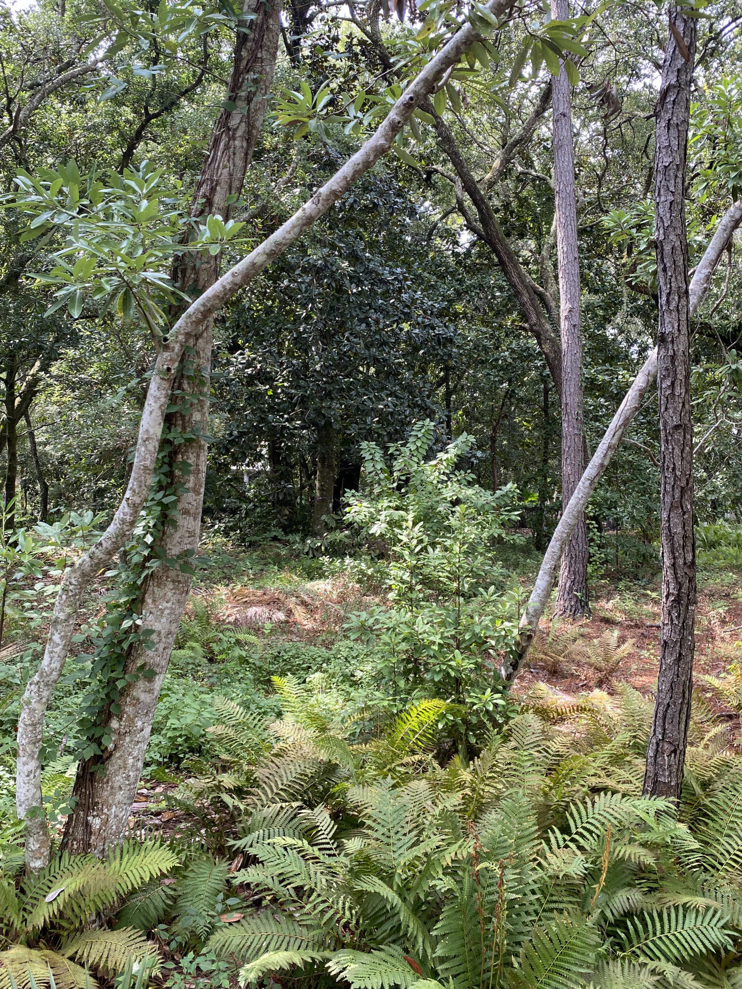 Lot 6 Grayton Trails Road Santa Rosa Beach, FL 32459 - Photo 10 of 16 a view of a forest with a tree