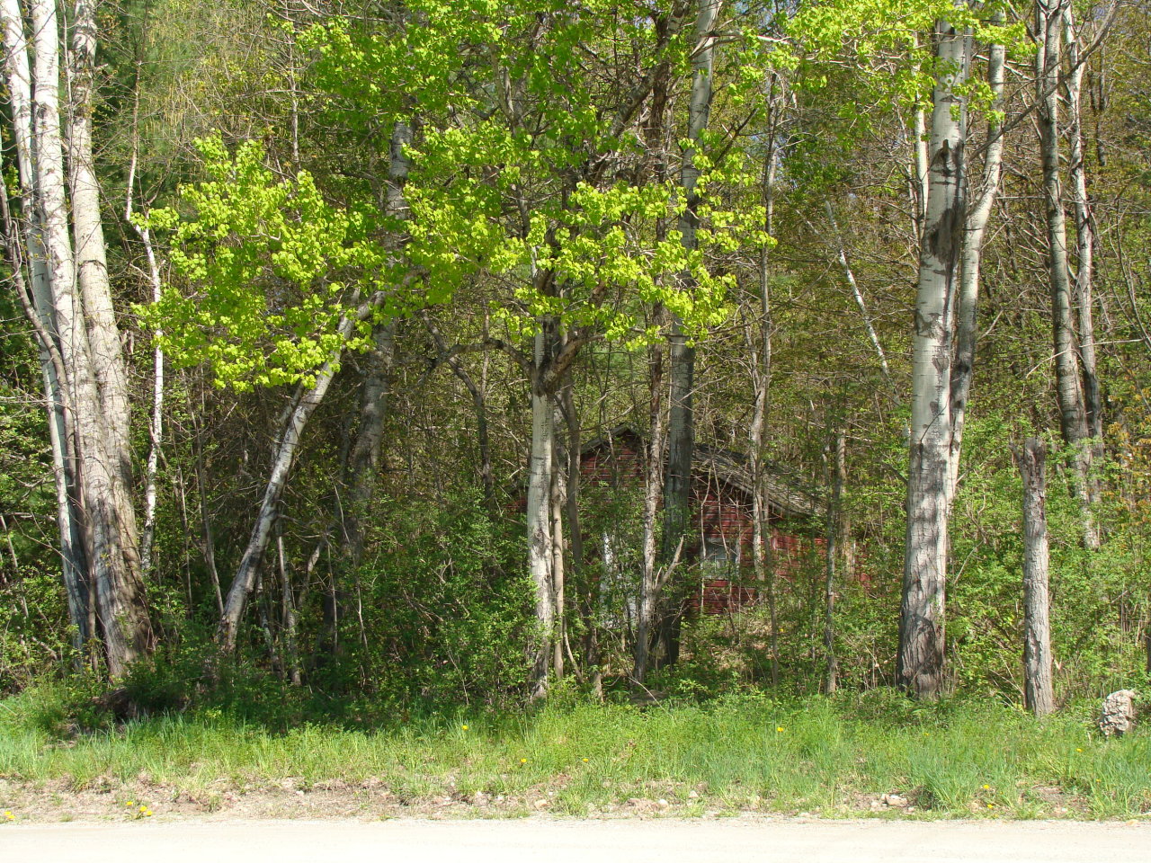 0 Coopertown Road Tyringham, MA 01264 - Photo 3 of 8 a view of a yard