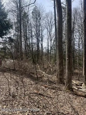 a view of a backyard with trees