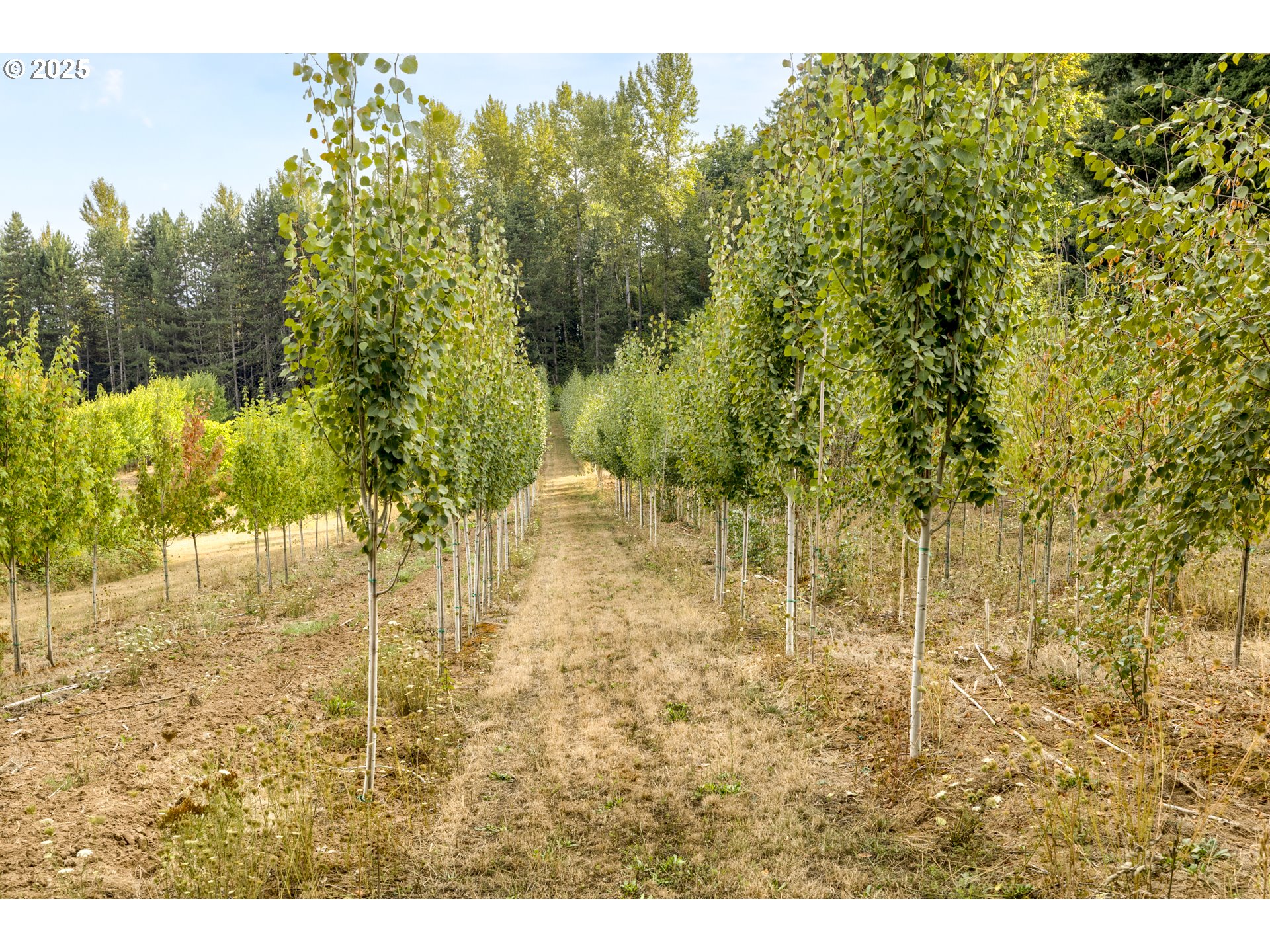 29630 Southeast Wheeler Road Boring, OR 97009 - Photo 43 of 46 a view of yard