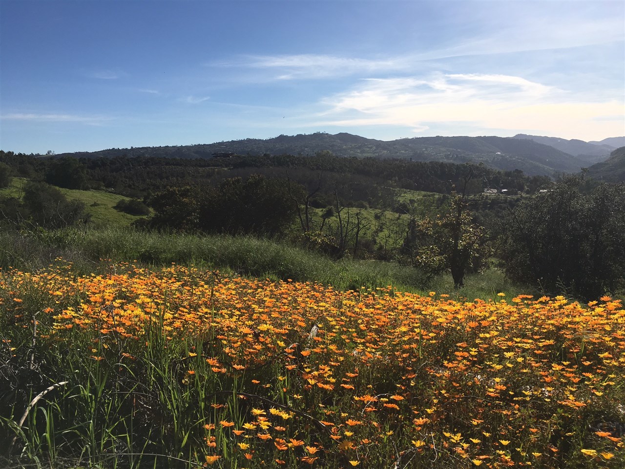 Paymaster Rd Valley Center Valley Center, CA 92082 - Photo 5 of 25 Beautiful spring flowers at the corner of this parcel.
