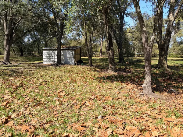 a view of a yard with plants and a large tree
