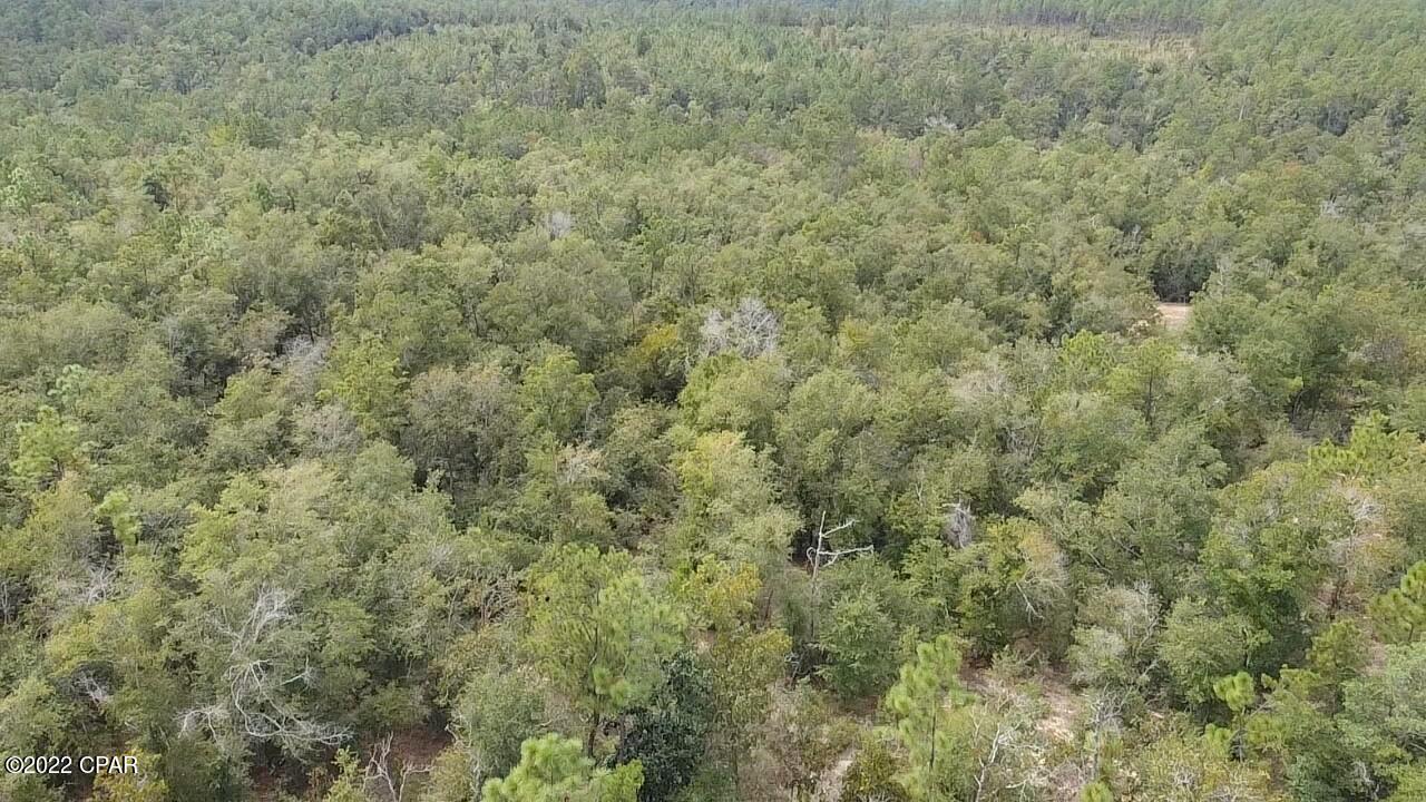 Xxx Richard Hardy Road West Bristol, FL 32321 - Photo 8 of 23