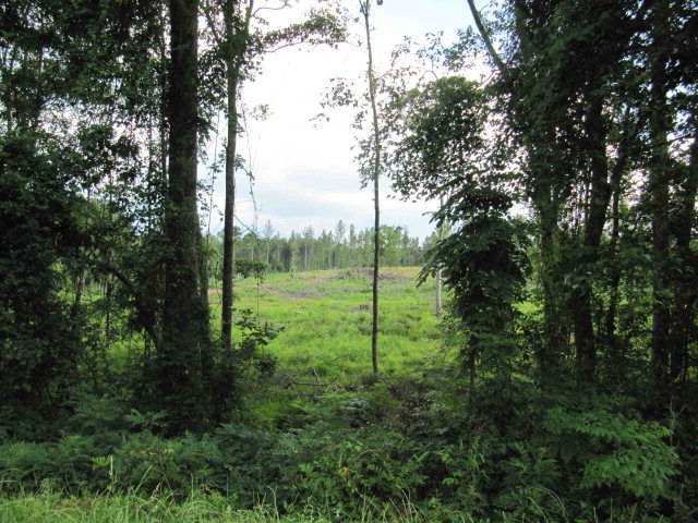 0 Zebulon Road, Unit 3 Macon, GA 31210 - Photo 1 of 1 a view of a garden with a tree