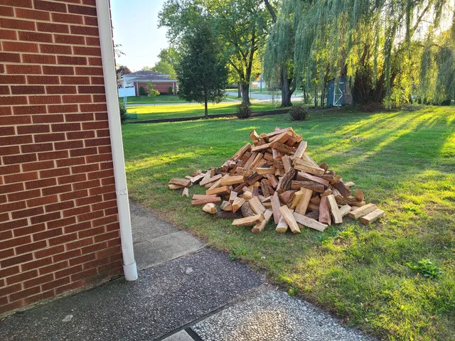 a view of a park with large trees