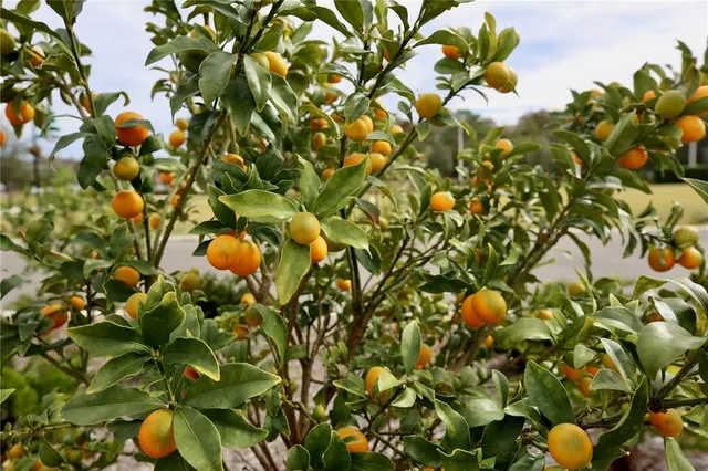 $313,000 | 17620 Nectar Flume Drive, Land O Lakes, FL 34638