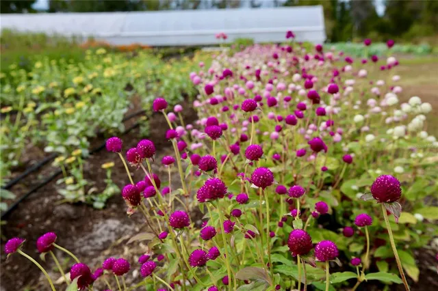 $313,000 | 17620 Nectar Flume Drive, Land O Lakes, FL 34638