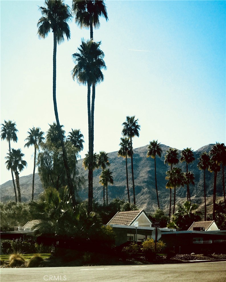 42278 Dunes View Road, Unit 28 Rancho Mirage, CA 92270 - Photo 48 of 57 a palm tree sitting in a yard with palm trees