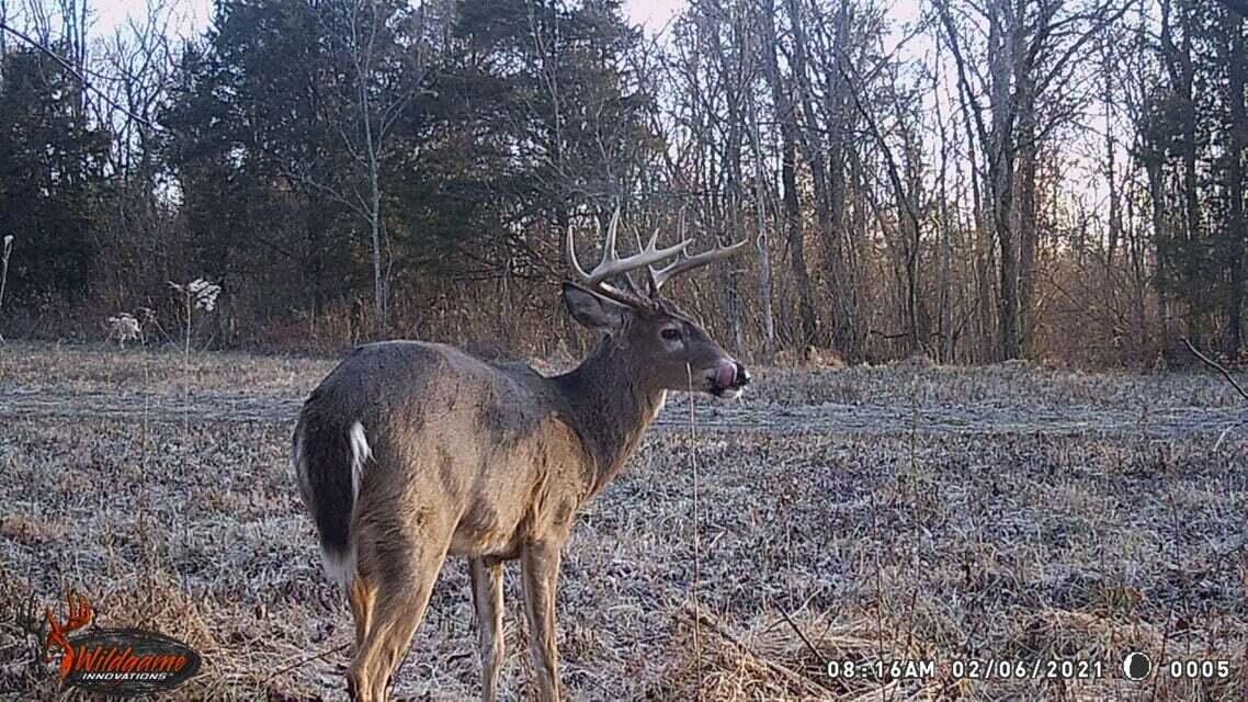 0 Pollard Road Nicholasville, KY 40356 - Photo 17 of 17 Deer Close up