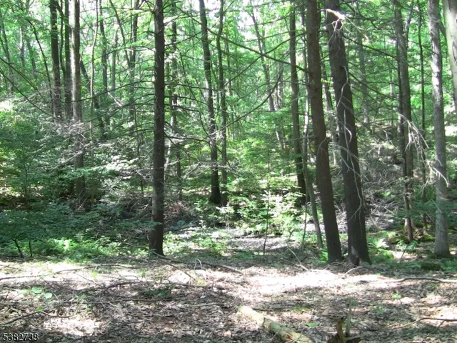 a view of a forest with trees