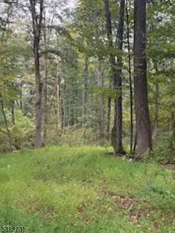 a view of a yard with tall trees