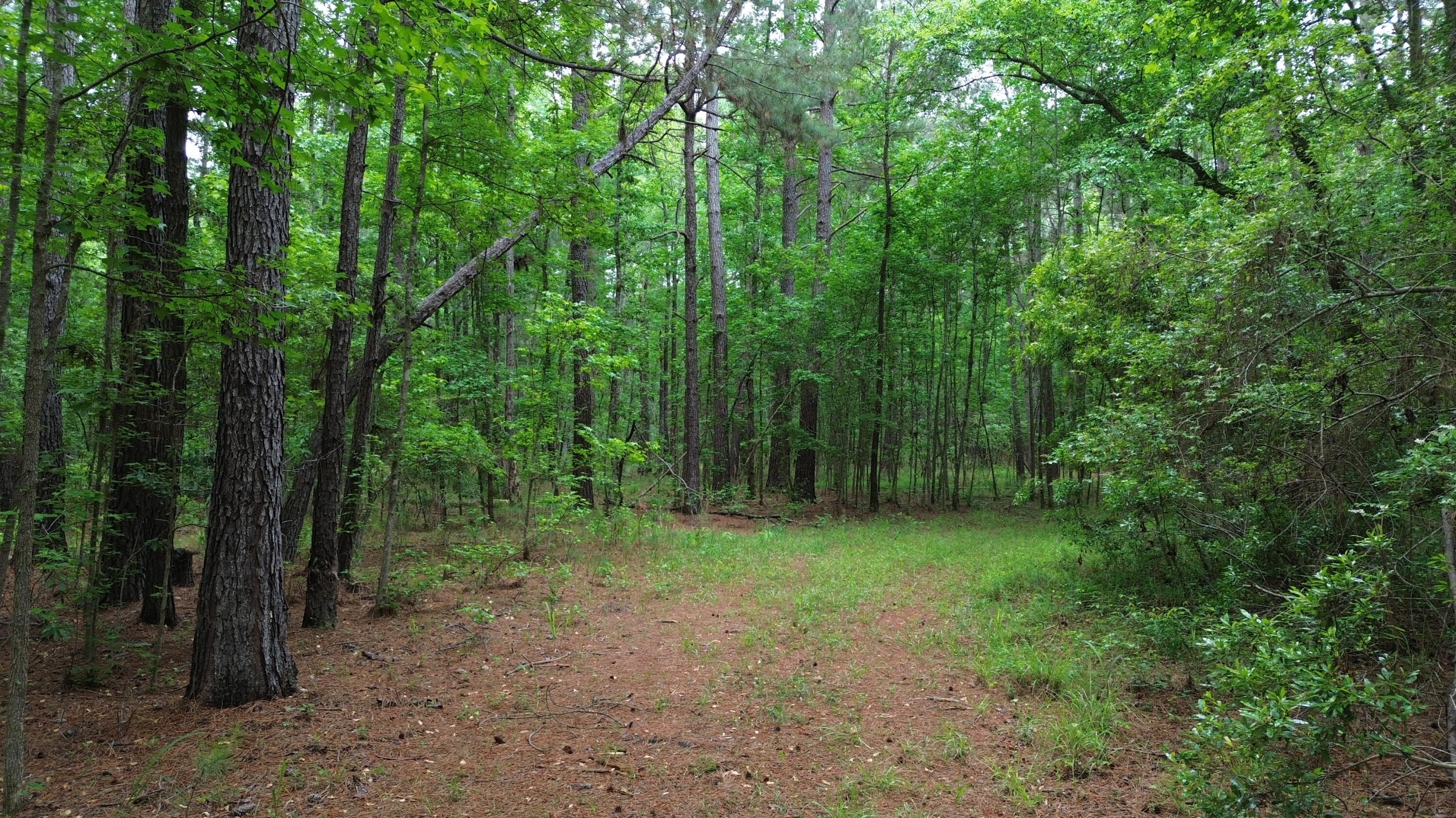 0 Pineview Farm Rd Lane Lane, SC 29564 - Photo 14 of 18 DJI_0352