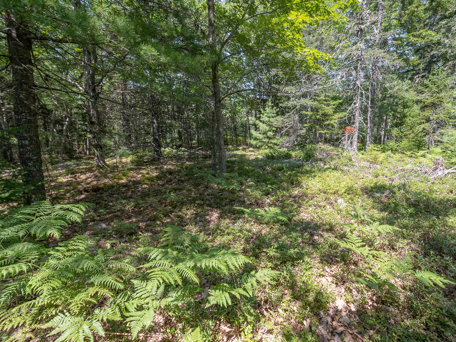 82 Sweet Fern Road Bar Harbor, ME 04609 - Photo 11 of 11 Sweet Fern Land