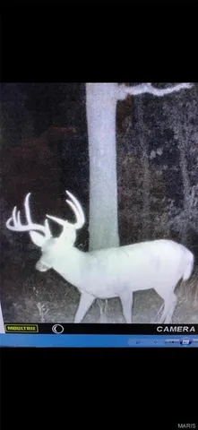 $2,645,000 | 224 St Grandin Mo 63943, Grandin, MO 63943