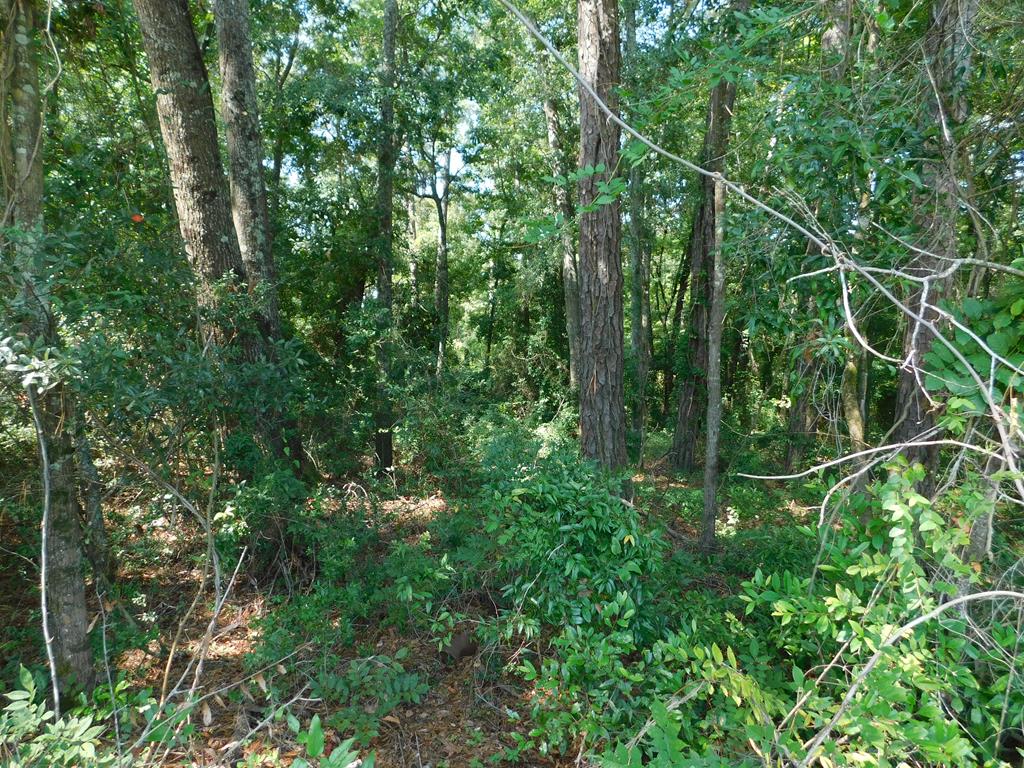 0 Fox Ridge Road Ozark, AL 36360 - Photo 1 of 3