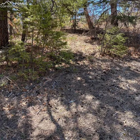 a view of a forest filled with trees