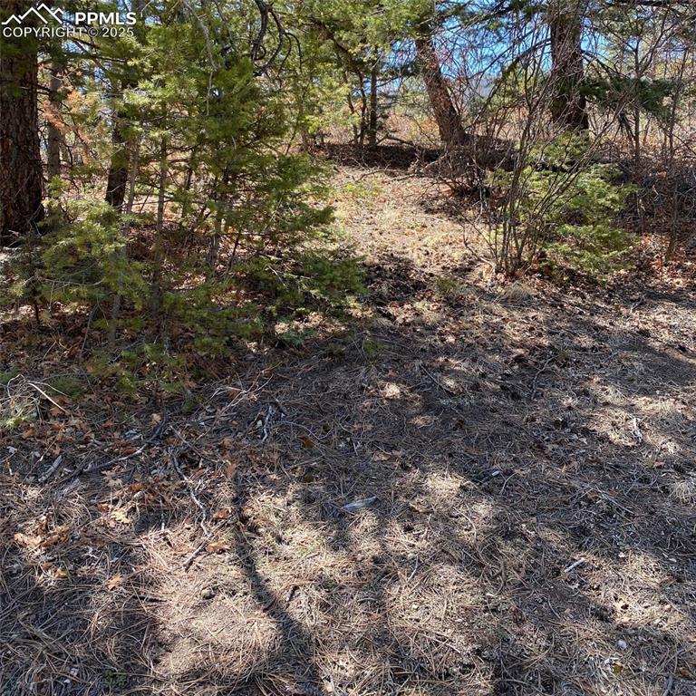Little Turkey Creek Road Colorado Springs, CO 80926 - Photo 11 of 29 a view of a forest with trees