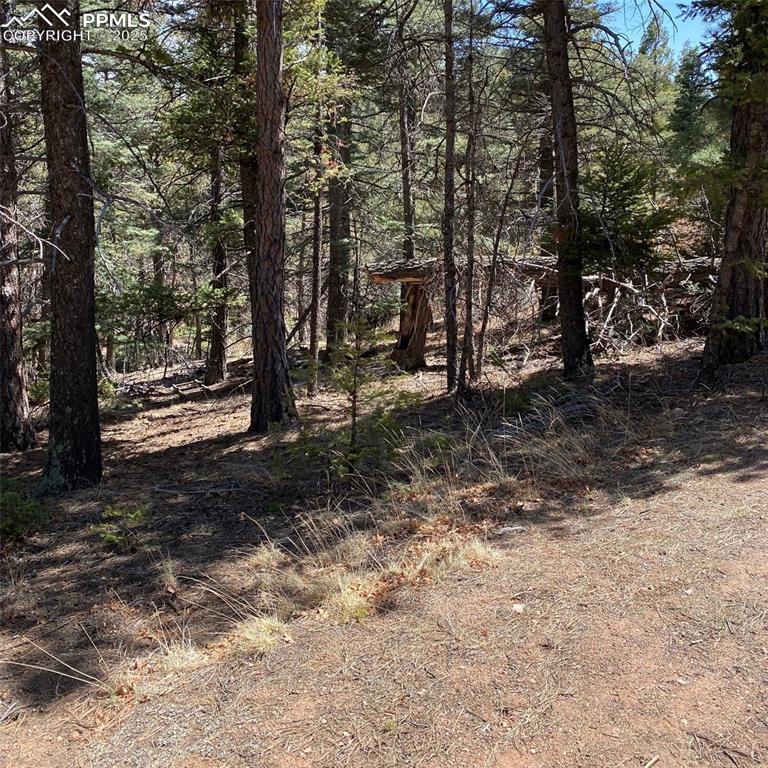 Little Turkey Creek Road Colorado Springs, CO 80926 - Photo 12 of 29 a view of a forest filled with trees