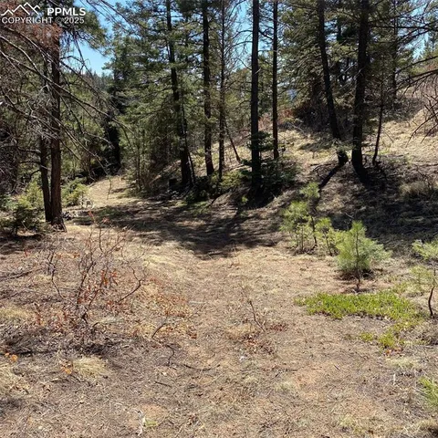 a view of a yard with trees