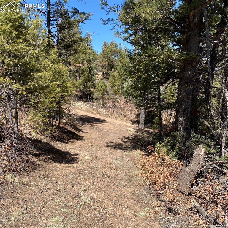 Little Turkey Creek Road Colorado Springs, CO 80926 - Photo 16 of 29 a view of a yard with trees