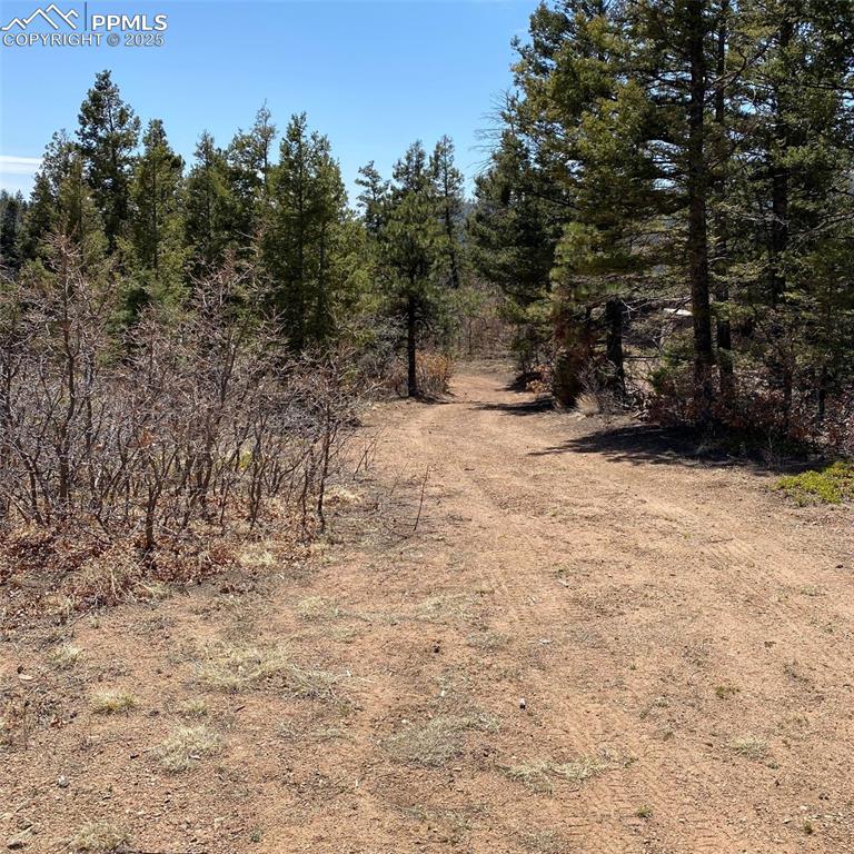 Little Turkey Creek Road Colorado Springs, CO 80926 - Photo 5 of 29 a view of a yard with a tree