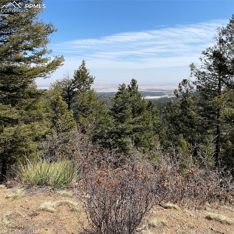 Little Turkey Creek Road Colorado Springs, CO 80926 - Photo 7 of 29 a view of a yard with a tree