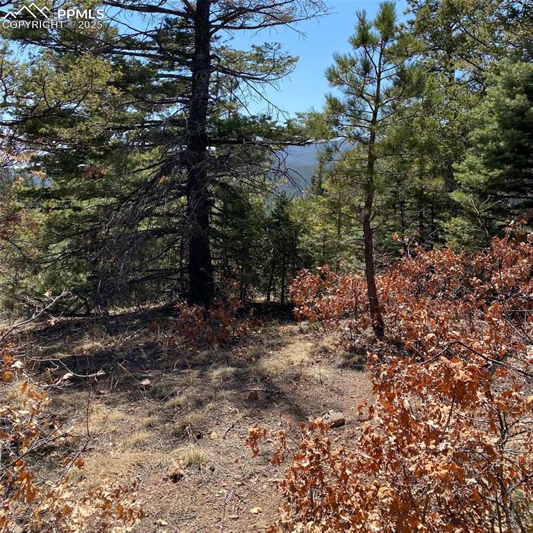 Little Turkey Creek Road Colorado Springs, CO 80926 - Photo 10 of 29 a view of a forest filled with trees