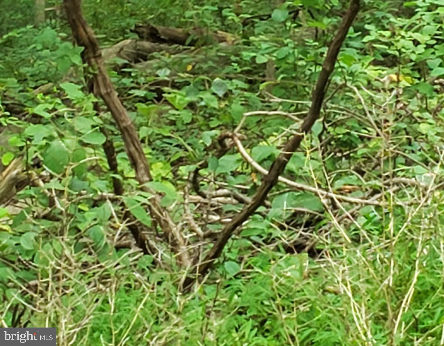 John Avenue Baltimore, MD 21221 - Photo 1 of 22 a backyard of a house with lots of green space