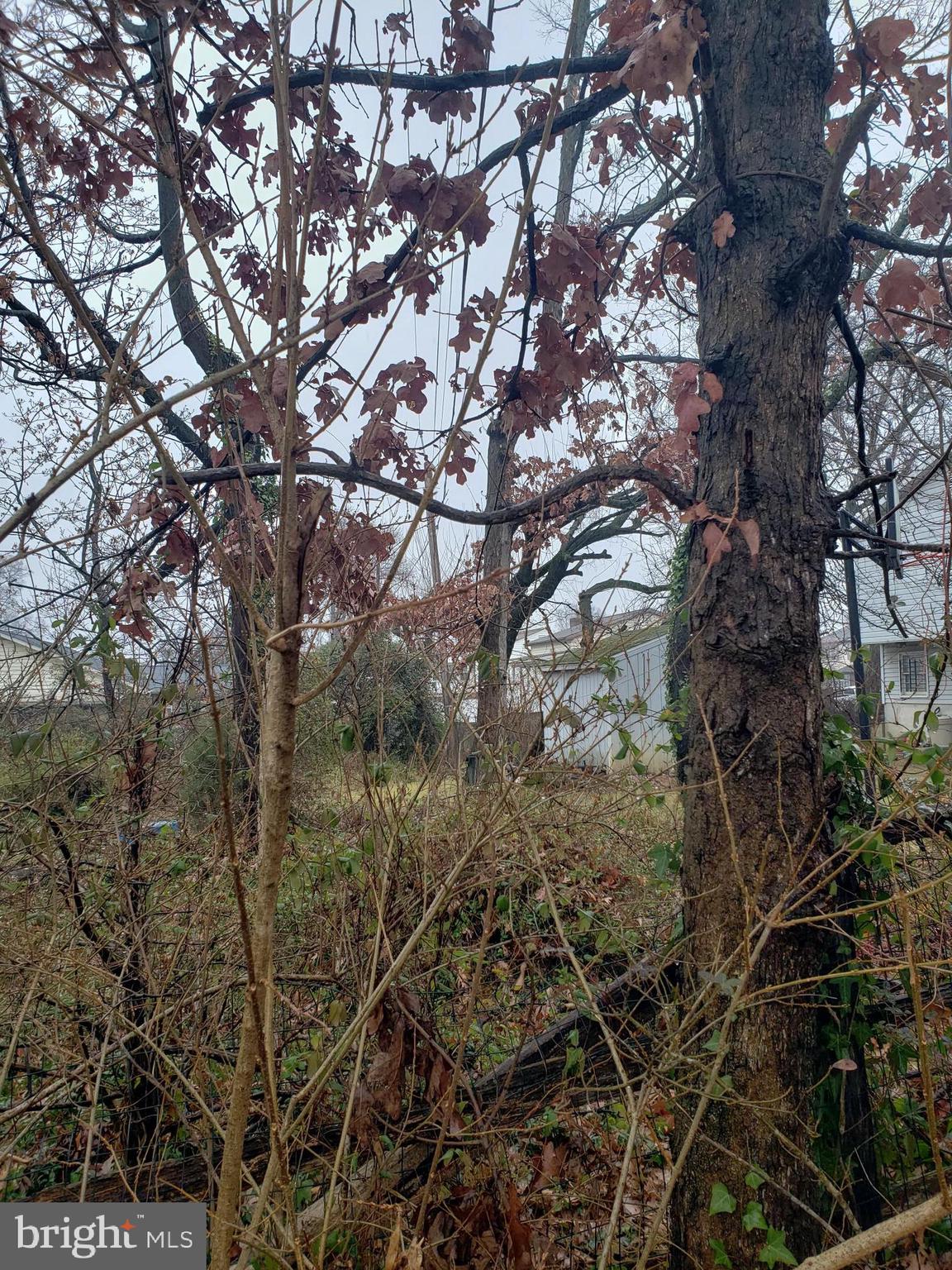 John Avenue Baltimore, MD 21221 - Photo 3 of 22 a picture of tree