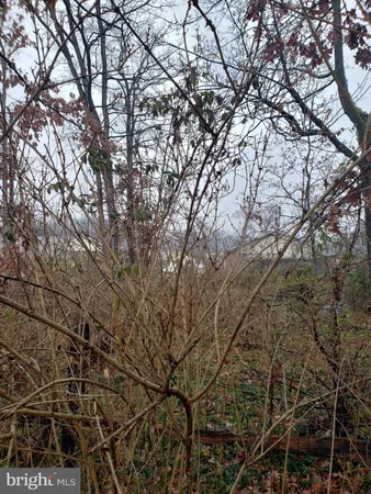a view of tree