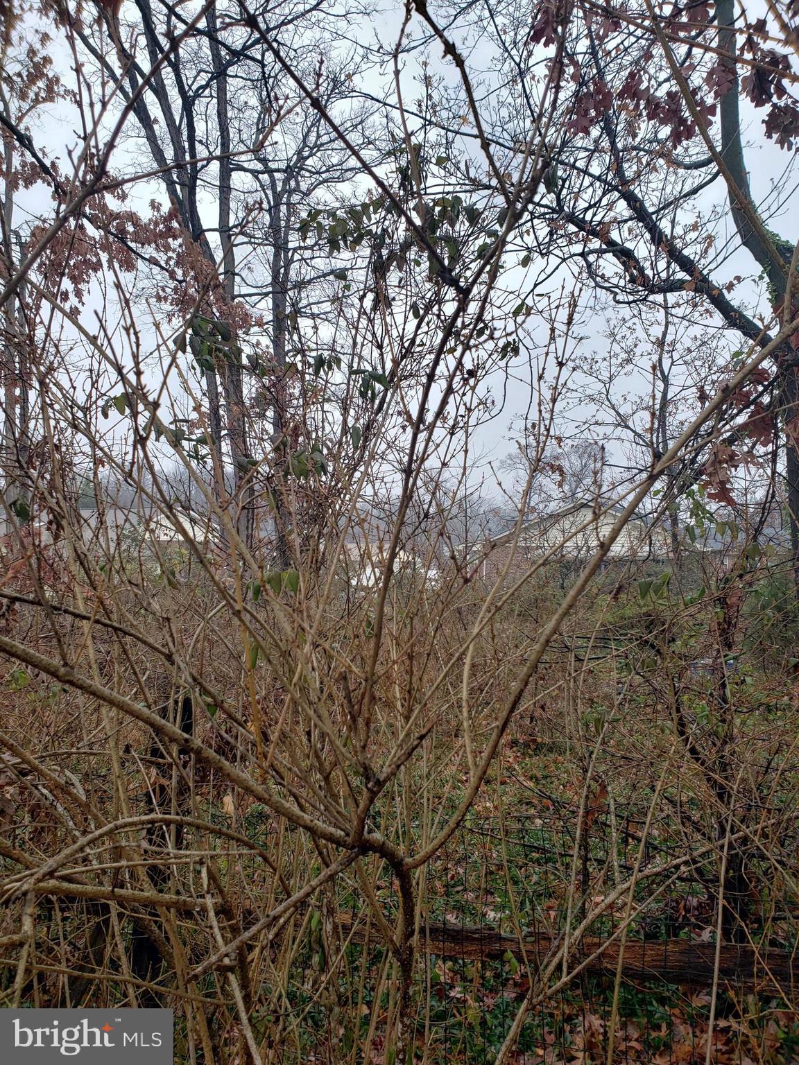 John Avenue Baltimore, MD 21221 - Photo 4 of 22 a view of tree