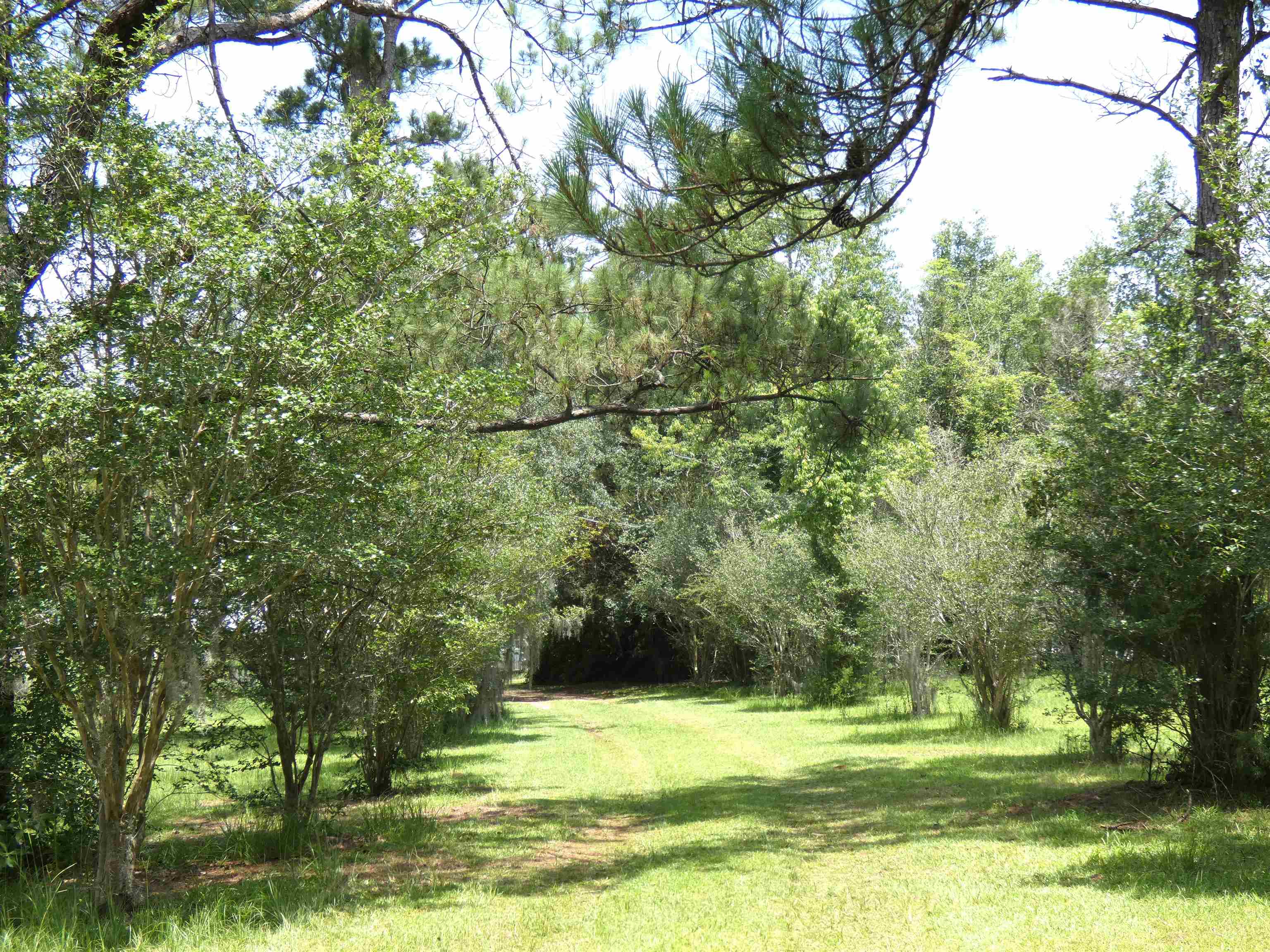 790 Wj Hatchett Road Lamont, FL 32336 - Photo 1 of 6