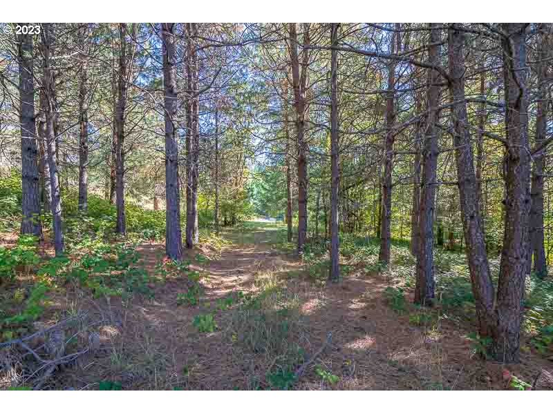 6295 Kings Ridge Road Dallas, OR 97338 - Photo 32 of 44 a view of a forest filled with trees