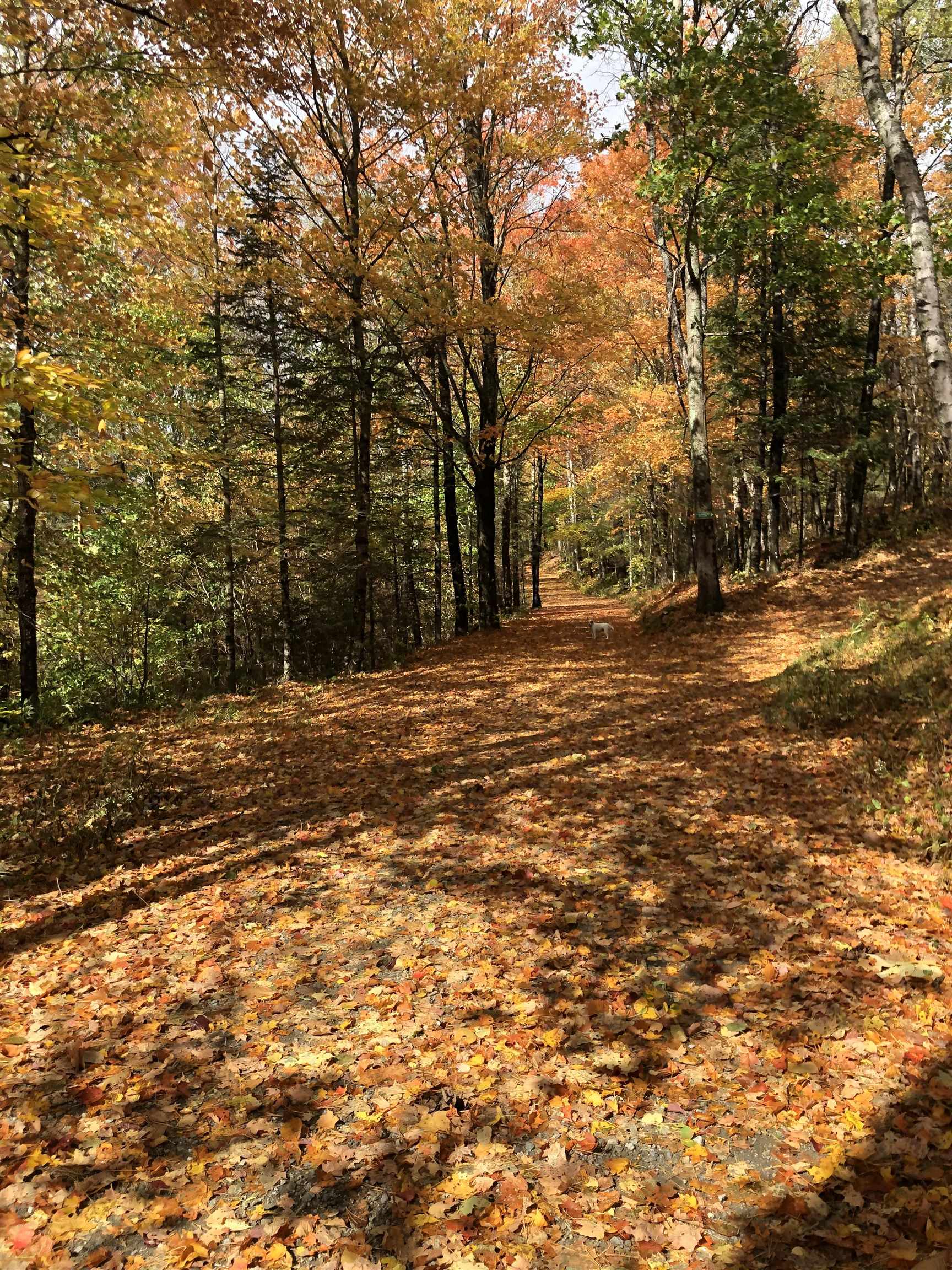 372 Brill Road Landaff, NH 03785 - Photo 51 of 59