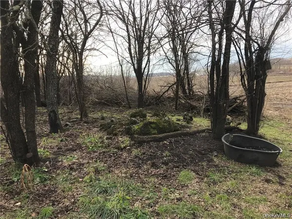 a view of a backyard with trees