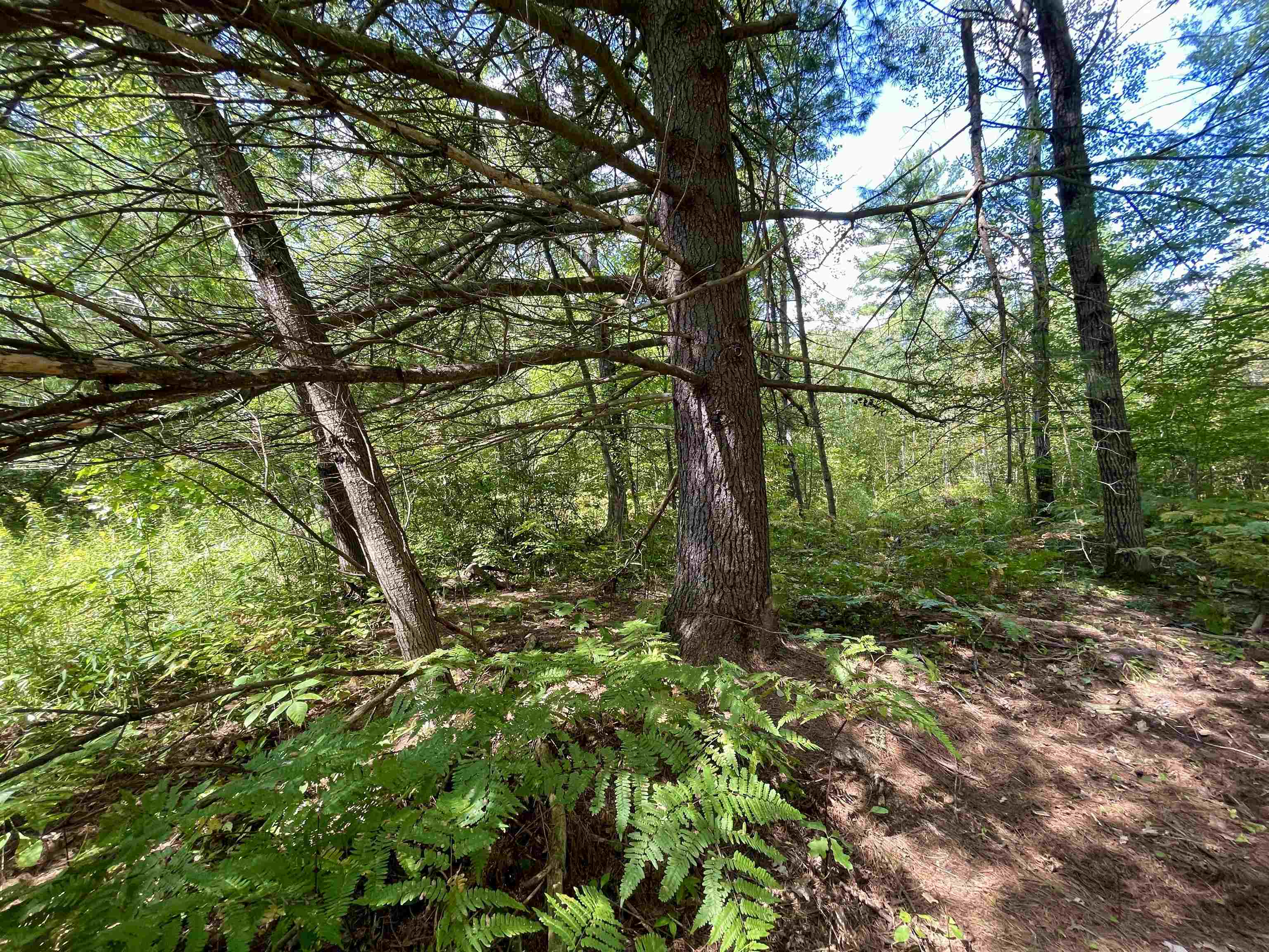 Wirtz Road Gladwin, MI 48624 - Photo 11 of 18