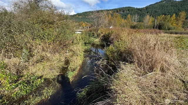 a view of a forest with a mountain