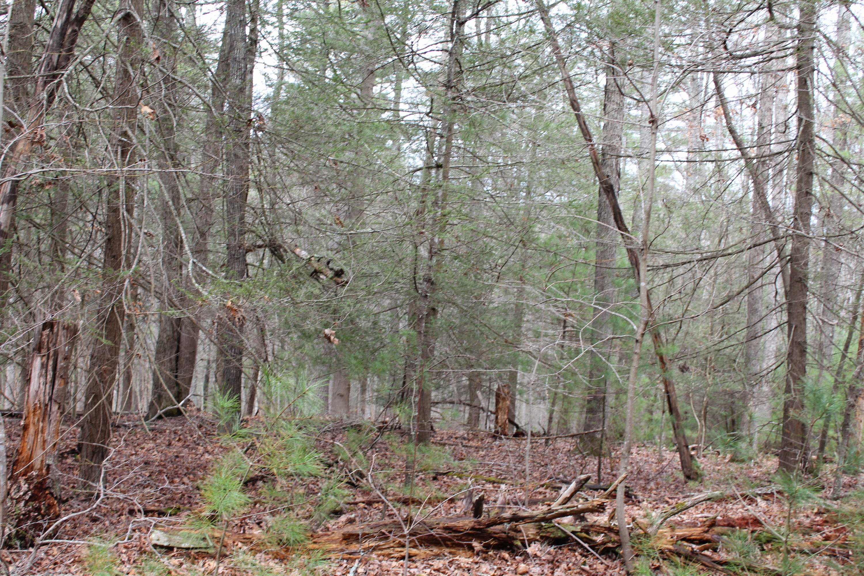 War Ridge Road Ballard, WV 24918 - Photo 2 of 7 Gallery Image 2