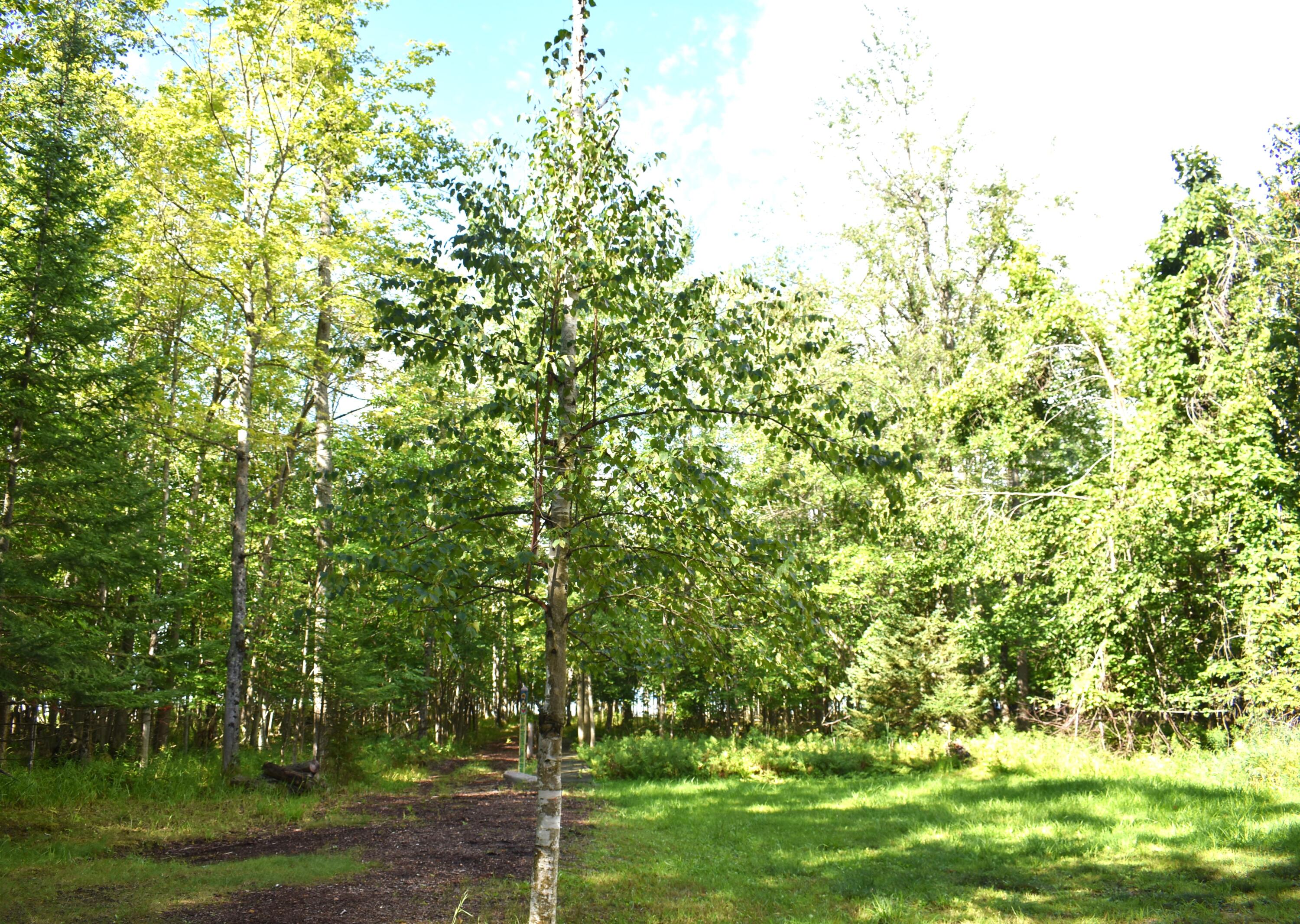 8275 Rough Road Atlanta, MI 49709 - Photo 36 of 37 Yard
