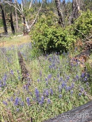 6321 Old Emigrant Trail, Unit 123 Mountain Ranch, CA 95246 - Photo 6 of 7 a view of a yard with plants and large trees