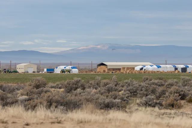 a view of a yard with mountain and trees