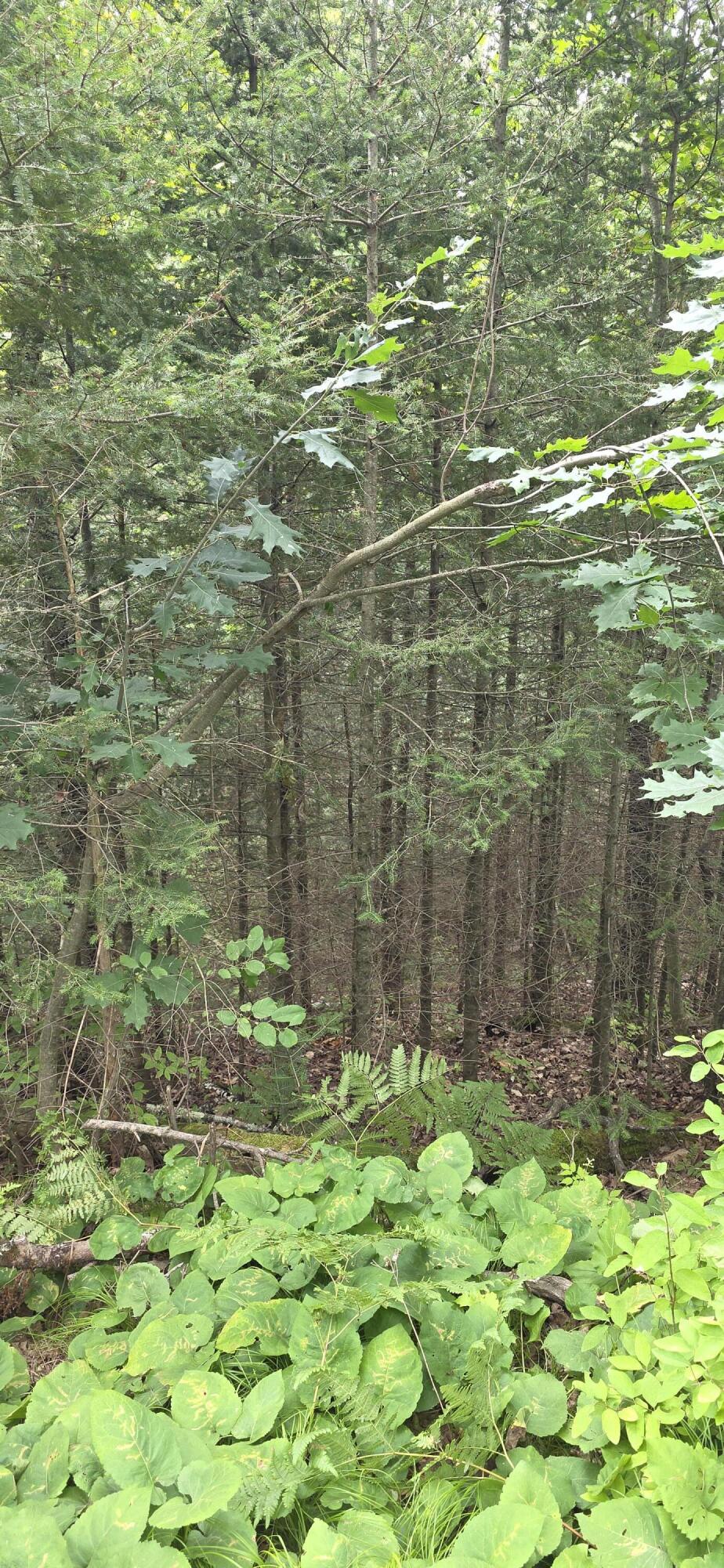 0 Loon Lake Road Fern, WI 54121 - Photo 13 of 40 Halfway point down road