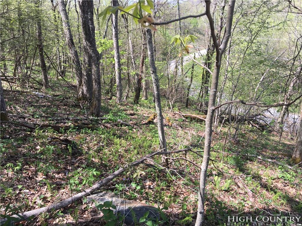 Lot 17 Junaluska Road Boone, NC 28607 - Photo 2 of 6 a view of a forest filled with trees