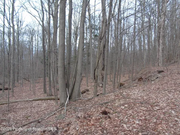 a view of backyard with trees