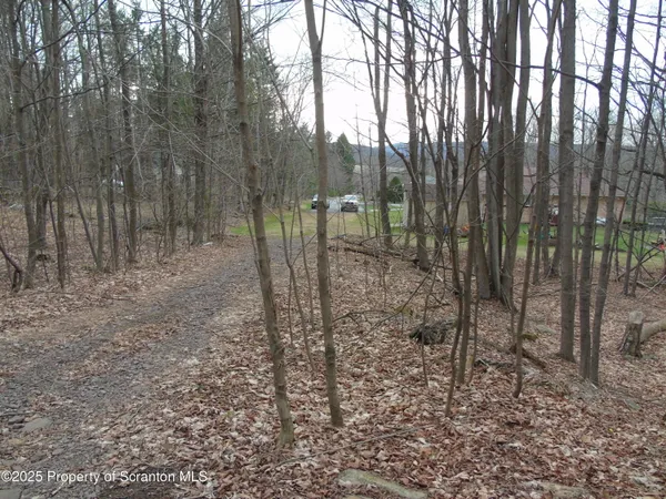 a view of a forest with trees in the background