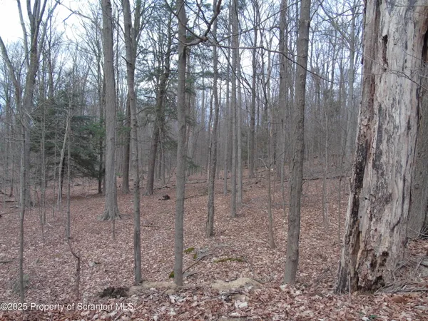 a view of a forest