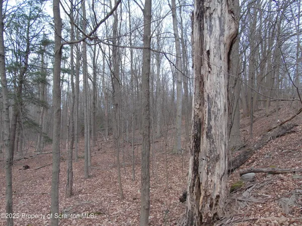 a view of a forest with large trees