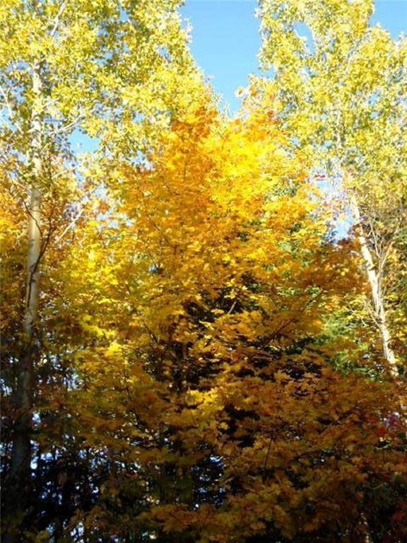 On Sheepskin Road Carroll Plt, ME 04487 - Photo 11 of 30 Land
