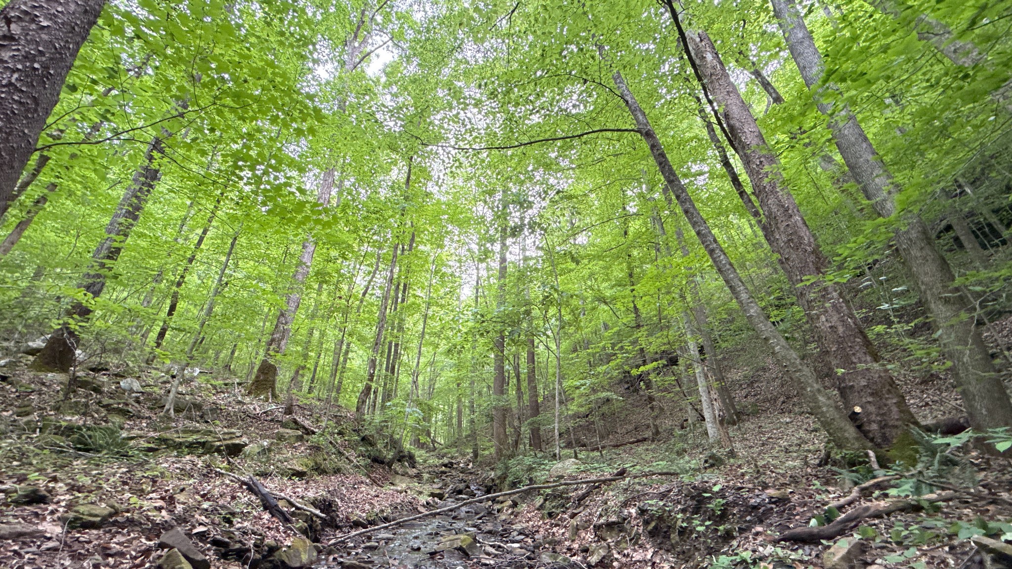 0 Murphy Hollow Road Trenton, GA 30752 - Photo 1 of 15 a view of forest